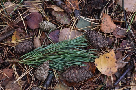 Pine cones on the forest floor